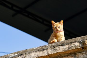 平凡生活的诗意