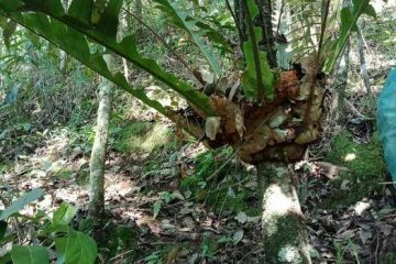 爬岩姜的功效与作用