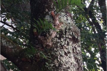 爬岩姜的传说——骨头碎了都能补