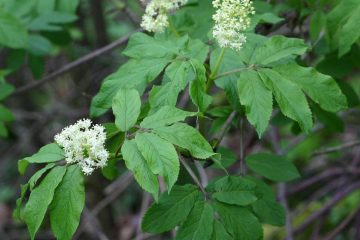 百草治百病丨被称为“万灵药”的大接骨丹，骨折用它就这么简单！